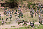 plains zebras
