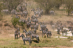 plains zebras