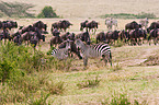 plains zebras