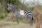 plains zebra