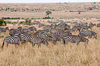 plains zebras