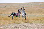 plains zebras