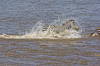 plains zebra