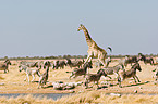 plains zebras