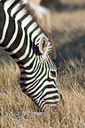plains zebra