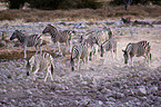 plains zebras