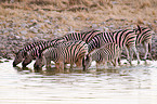 plains zebras