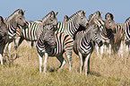 plains zebras