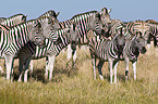 plains zebras
