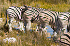 plains zebras