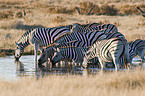 plains zebras