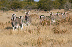 plains zebras