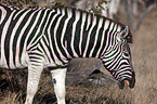 plains zebra