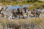 plains zebras
