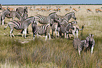 plains zebras