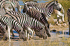 plains zebras