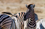 plains zebra