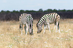 plains zebras