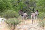 plains zebras