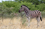 plains zebra