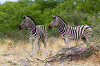 plains zebras