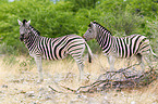 plains zebras
