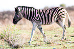 plains zebra