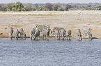 plains zebras