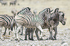 plains zebras