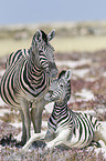 2 plains zebras