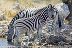 2 plains zebras