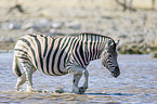 plains zebra