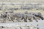 plains zebras