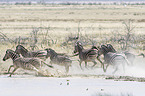 plains zebras