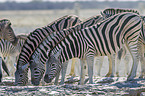 plains zebras