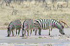 plains zebras