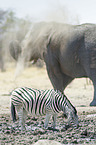 plains zebra