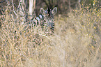 plains zebra