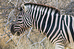 plains zebra