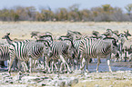 plains zebras