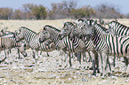 plains zebras