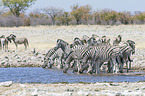 plains zebras