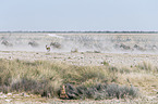 plains zebras