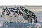 plains zebras