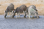 plains zebras