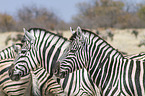 plains zebras