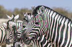 plains zebras
