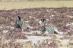 2 plains zebras