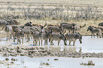 plains zebras
