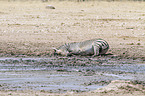 plains zebra